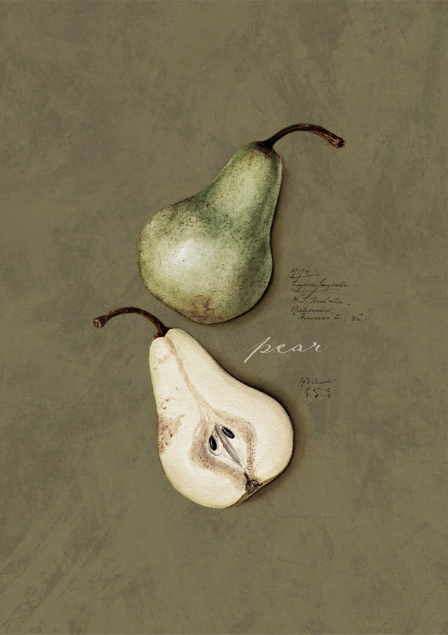 Vintage Pear Canvas Wall Art
