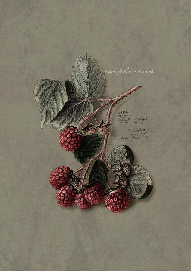 Vintage Rasberries Canvas Wall Art