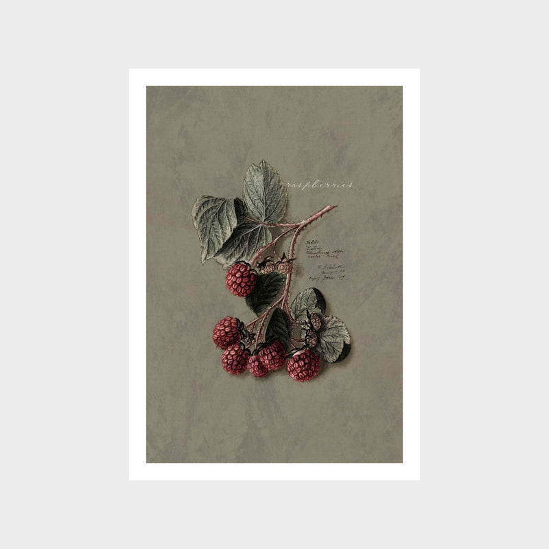 Vintage Raspberries Art Print