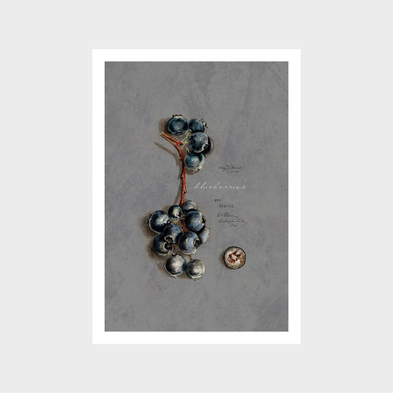 Vintage Blueberries Art Print