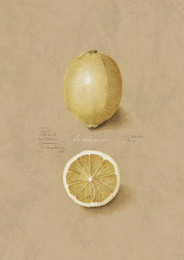 Vintage Lemon Canvas Wall Art