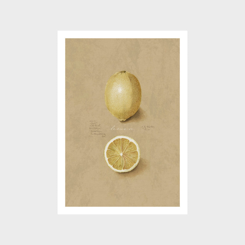 Vintage Lemon Art Print