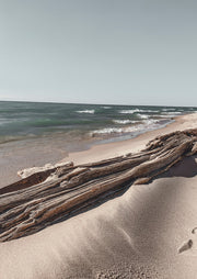 Ocean Beach Driftwood