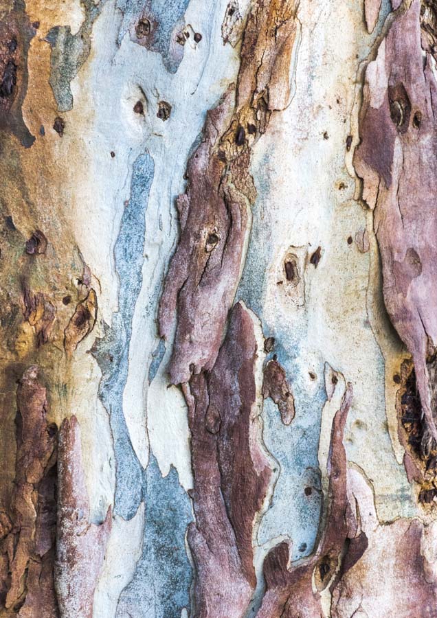 Gum Bark 2 Canvas Wall Art