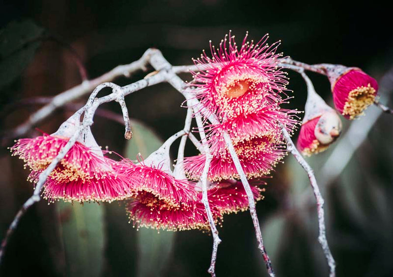 Gum Blossom 1 Canvas Wall Art