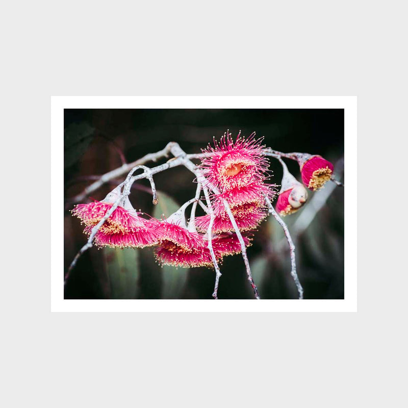 Gum Blossom 1 Art Print