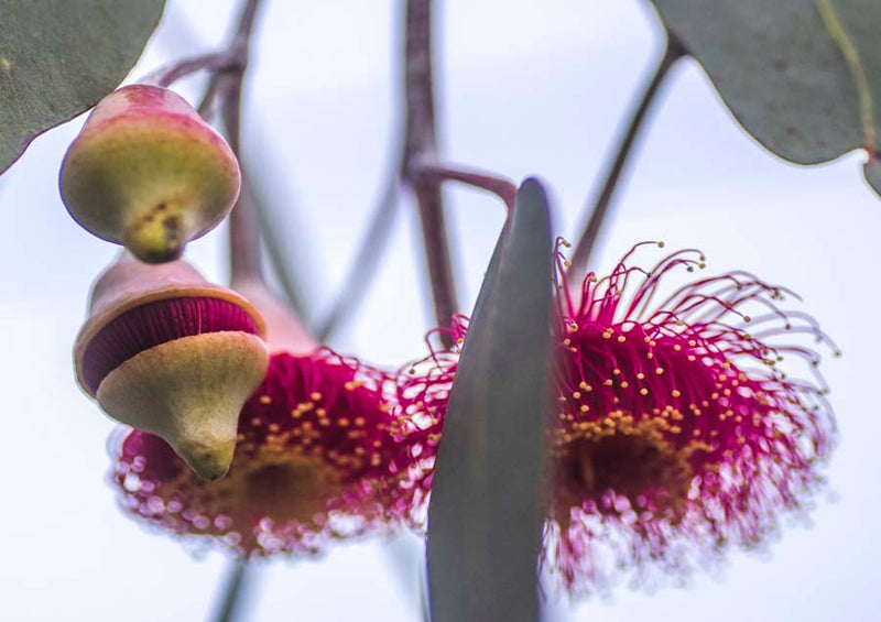 Gum Blossom 2 Canvas Wall Art