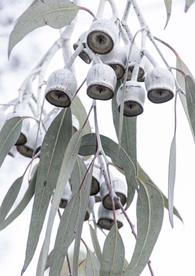 Gum Tree Canvas Wall Art