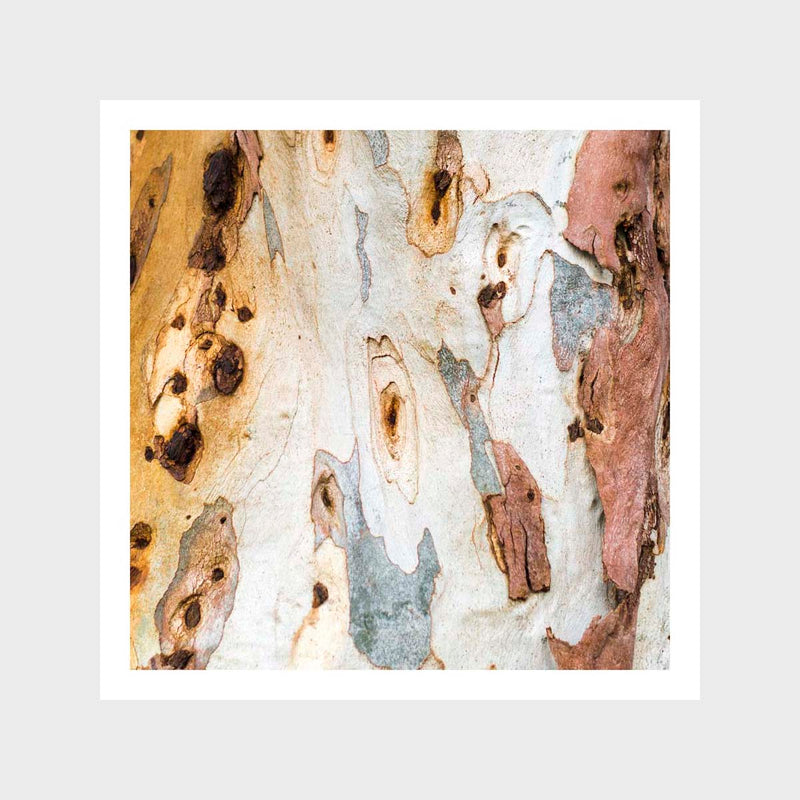 Bark 2 Art Print