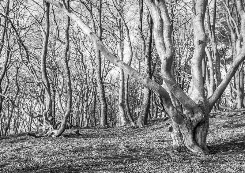 Tree Stumps Canvas Wall Art