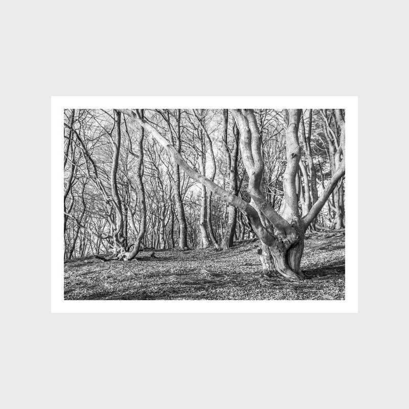 Tree Stumps Art Print