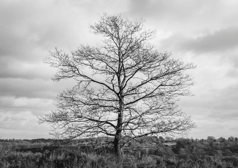 Tree Canvas Wall Art