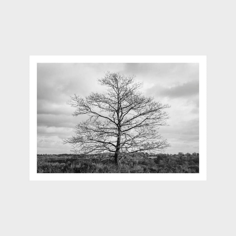 Tree Art Print