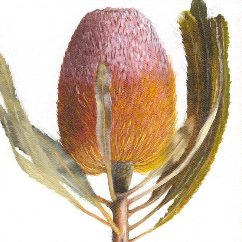 Close Up Banksia Canvas Wall Art