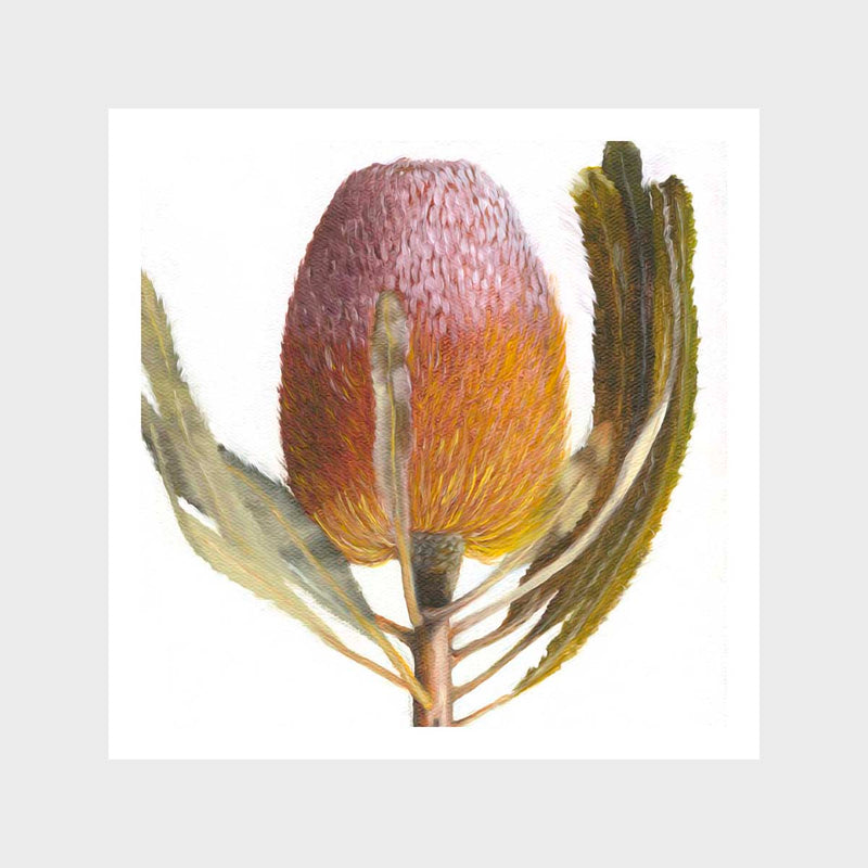 Close Up Banksia Art Print