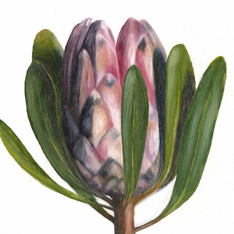 Closeup Protea Canvas Wall Art