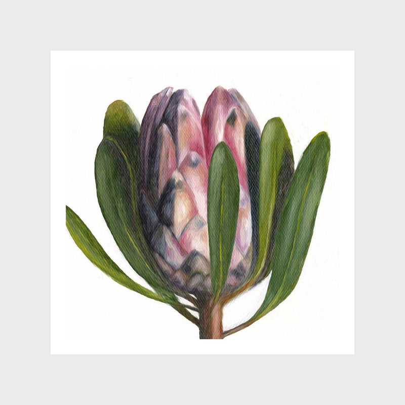 Closeup Protea Art Print