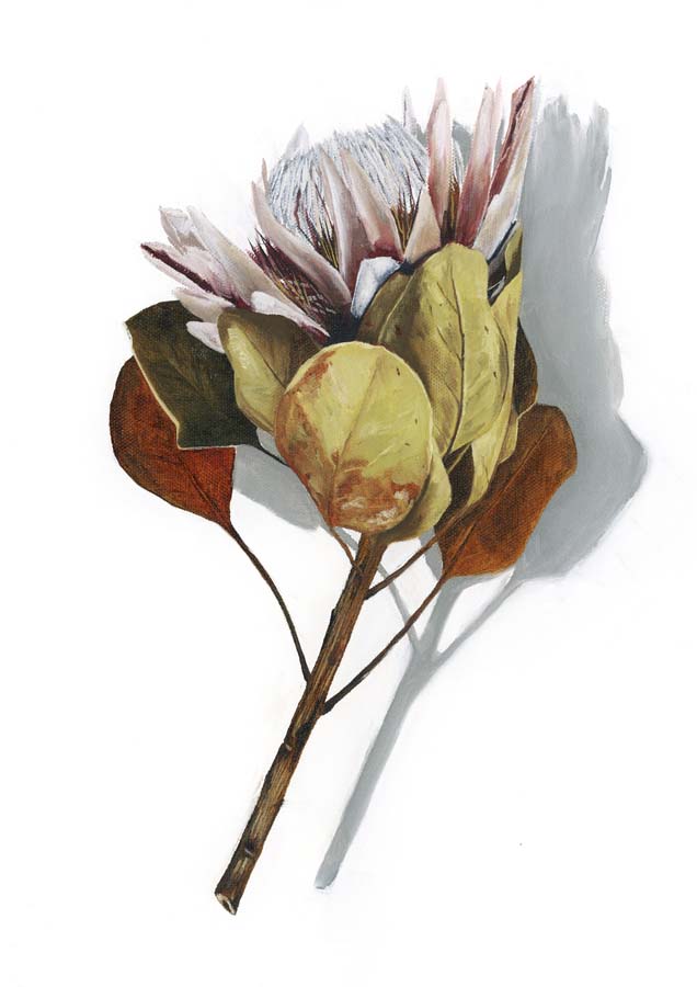 Protea 1 Canvas Wall Art