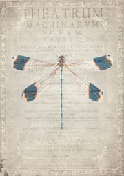 Dragonfly Book 1