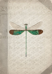 Dragonfly Book 2