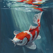 Koi Fish In A Sun Beam