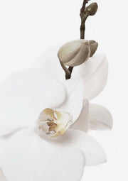 Orchid 1