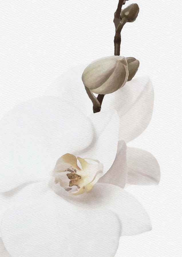 Orchid 1 Canvas Wall Art