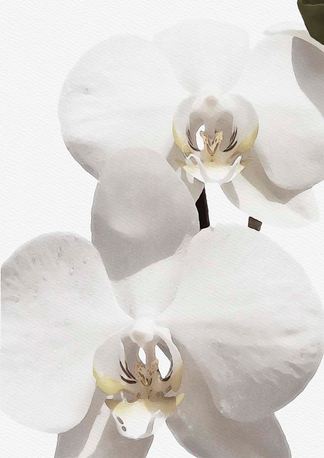 Orchid 2 Canvas Wall Art