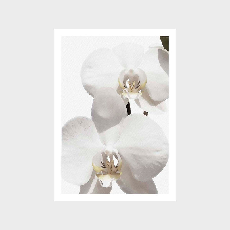 Orchid 2 Art Print