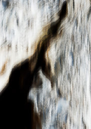 Softwood Bark 1