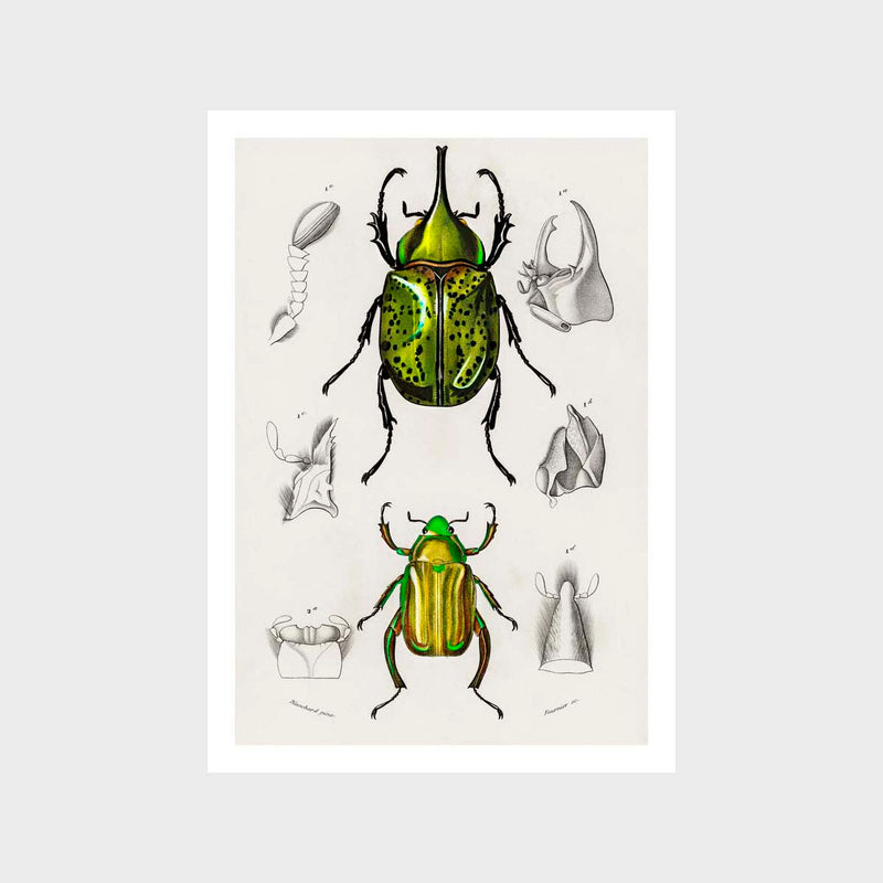 Vintage Beetles 1 Art Print