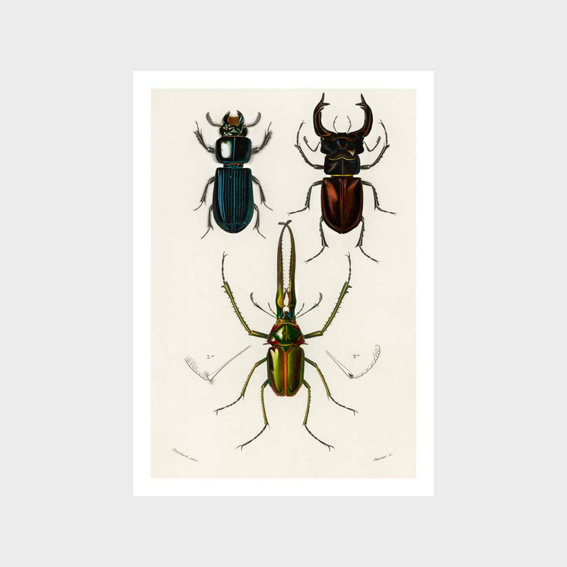 Vintage Beetles 2 Art Print