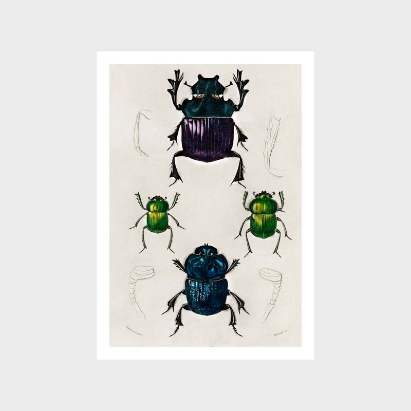 Vintage Beetles 3 Art Print