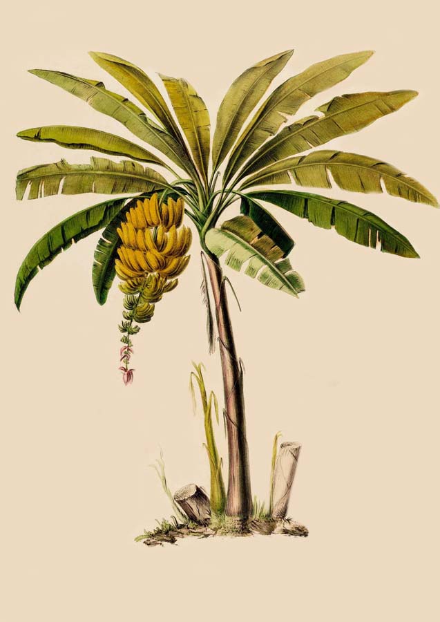 Vintage Banana Palm Canvas Wall Art