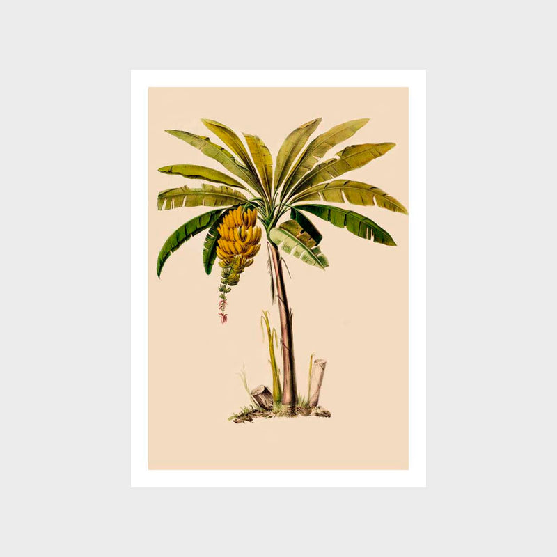 Vintage Banana Palm Art Print