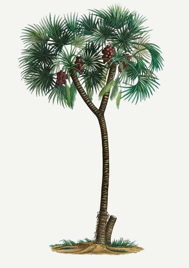 Vintage Palm 1 Canvas Wall Art