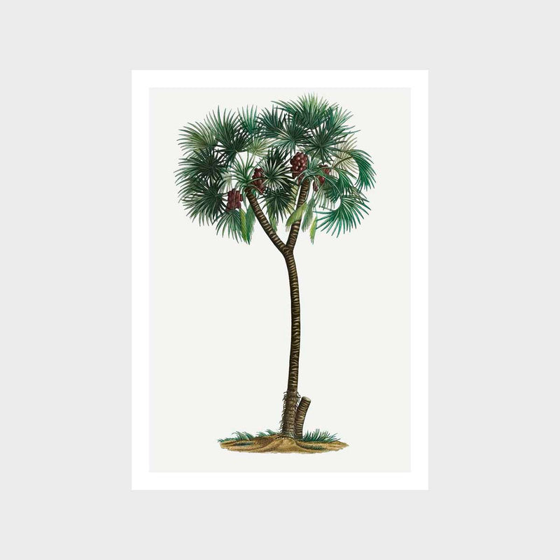 Vintage Palm 1 Art Print