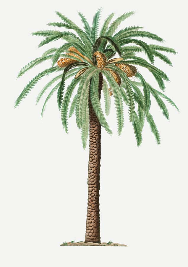 Vintage Palm 2 Canvas Wall Art