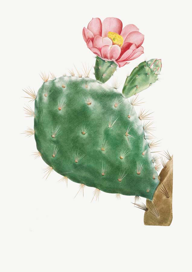 Cactus Cochenillifer Canvas Wall Art