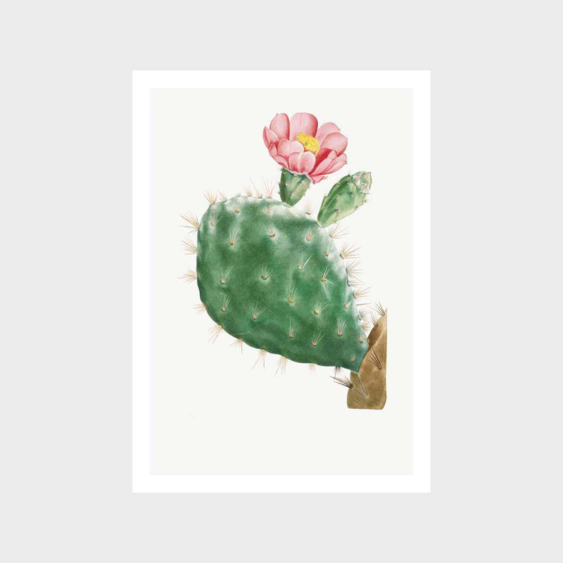 Cactus Cochenillifer Art Print