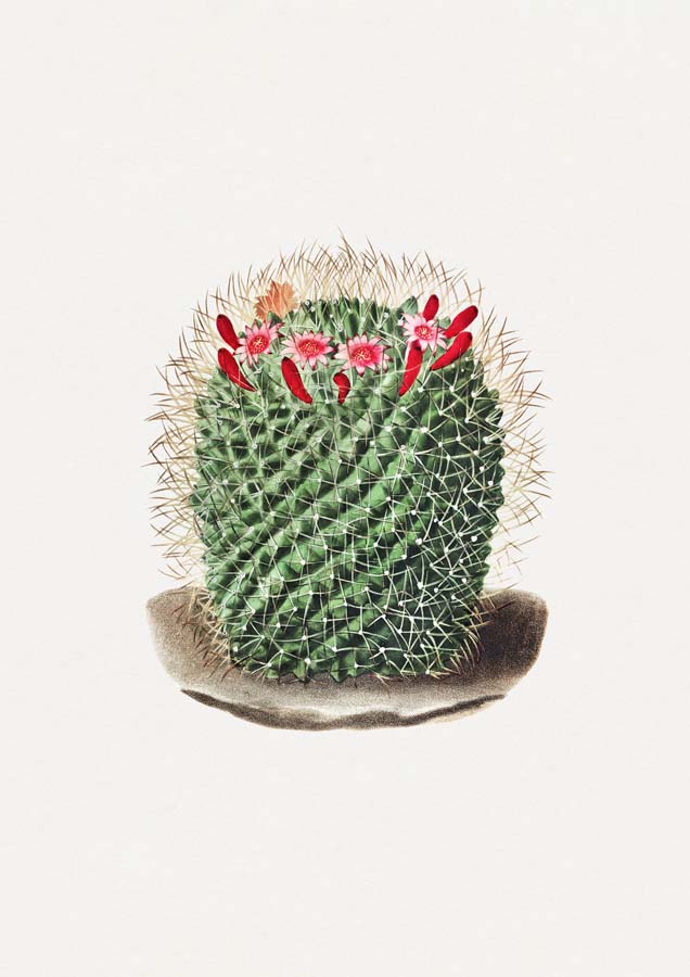 Pin Cushion Cactus Canvas Wall Art