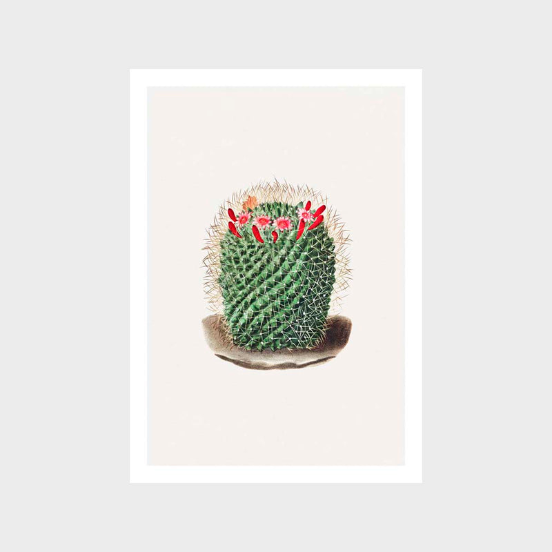 Pin Cushion Cactus Art Print