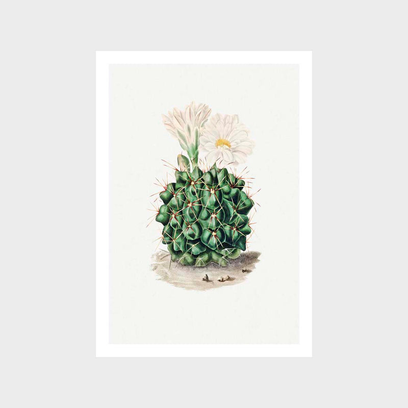 Black Chin Cactus Art Print