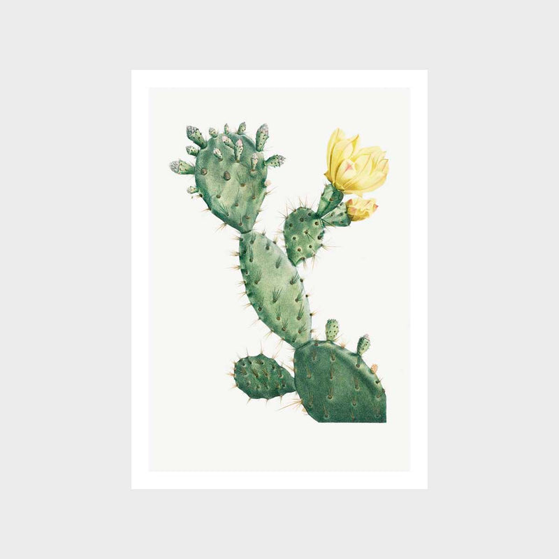 Aloe Opuntia Cactus Art Print