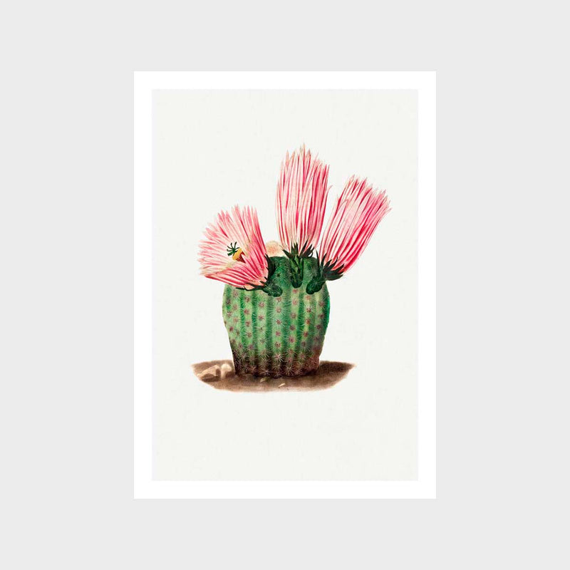 Rainbow Cactus Art Print