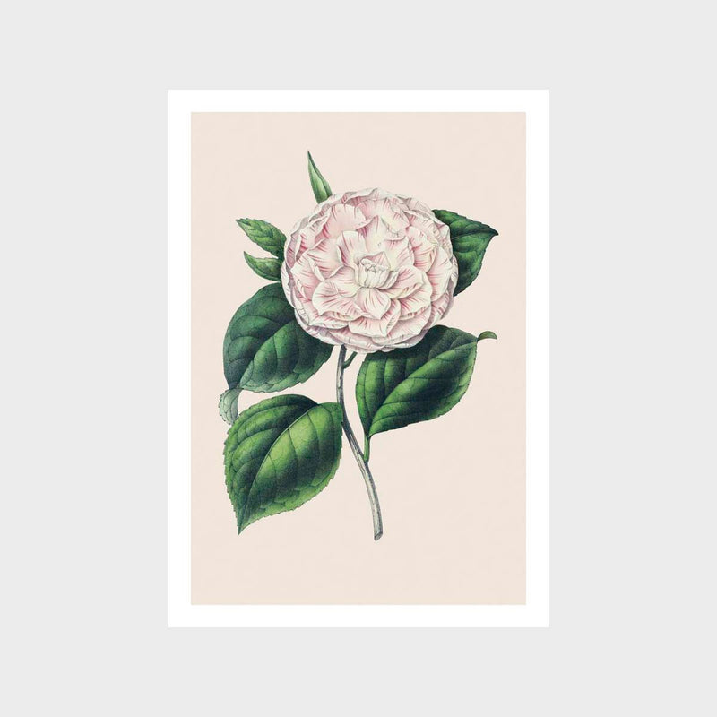 Vintage Flower 1 Art Print