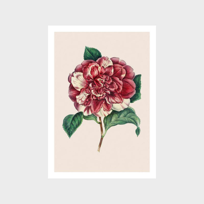 Vintage Flower 2 Art Print