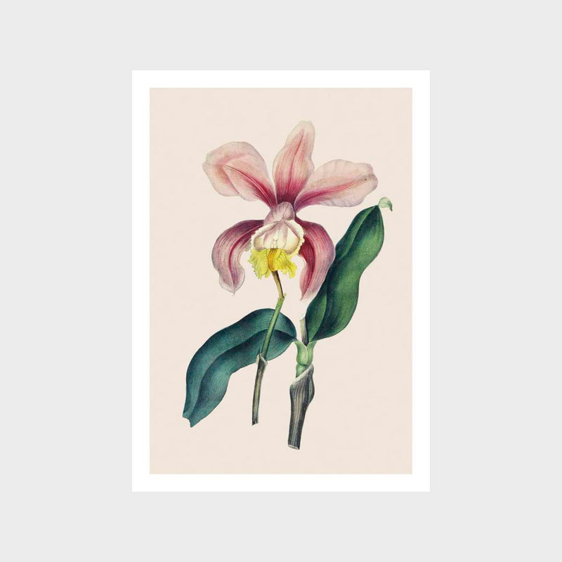 Vintage Flower 3 Art Print