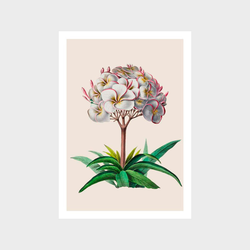 Vintage Flower 4 Art Print