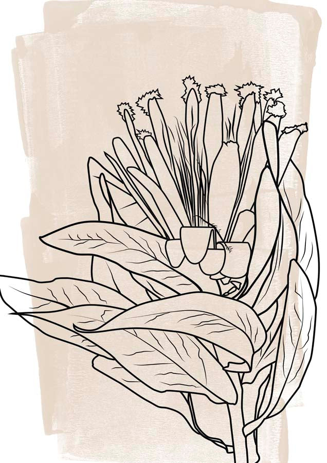 Protea Illustration 1 Canvas Wall Art